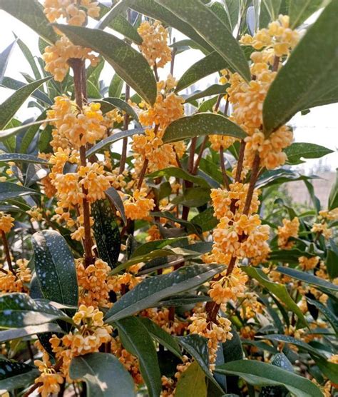 家裡種桂花好嗎|桂花種植指南：澆水、施肥、溫度全攻略 